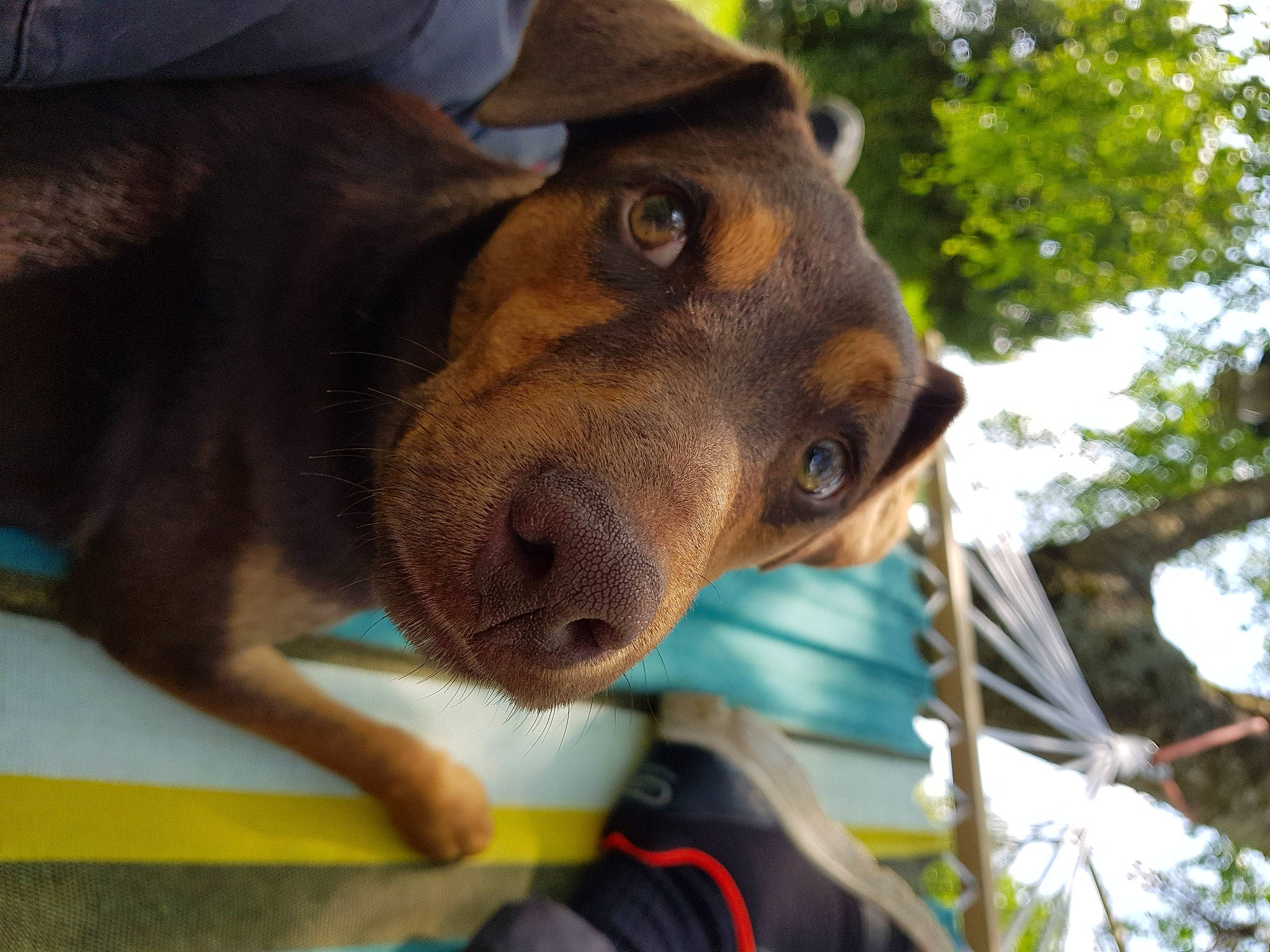 Lucky a rejoint le concours — aidez-le/la à gagner de superbes lots ! canidae, carnivore, collar, companion_dog, dog, dog_breed, dog_collar, fang, fawn, fur, guard_dog, liver, pet_supply, snout, sporting_group, terrestrial_animal, tree, whiskers, working_animal, working_dog