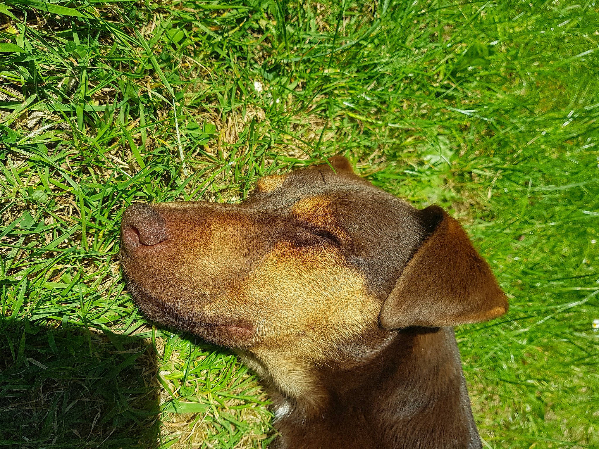 Lucky a rejoint le concours — aidez-le/la à gagner de superbes lots ! canidae, carnivore, collar, companion_dog, dog, dog_breed, dog_collar, fawn, fur, grass, groundcover, gun_dog, labrador_retriever, liver, plant, pointing_breed, retriever, terrestrial_animal, whiskers, working_animal