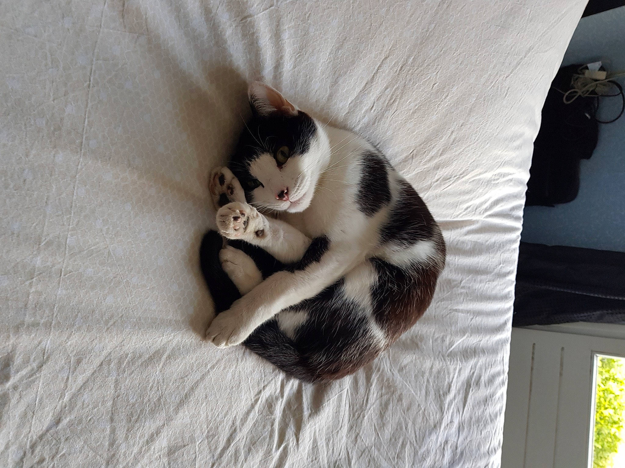 Timoune a rejoint le concours — aidez-le/la à gagner de superbes lots ! carnivore, cat, comfort, companion_dog, dog_breed, eye, fawn, felidae, flooring, foot, grey, head, linens, paw, small_to_medium_sized_cats, snout, tail, terrestrial_animal, whiskers, wood