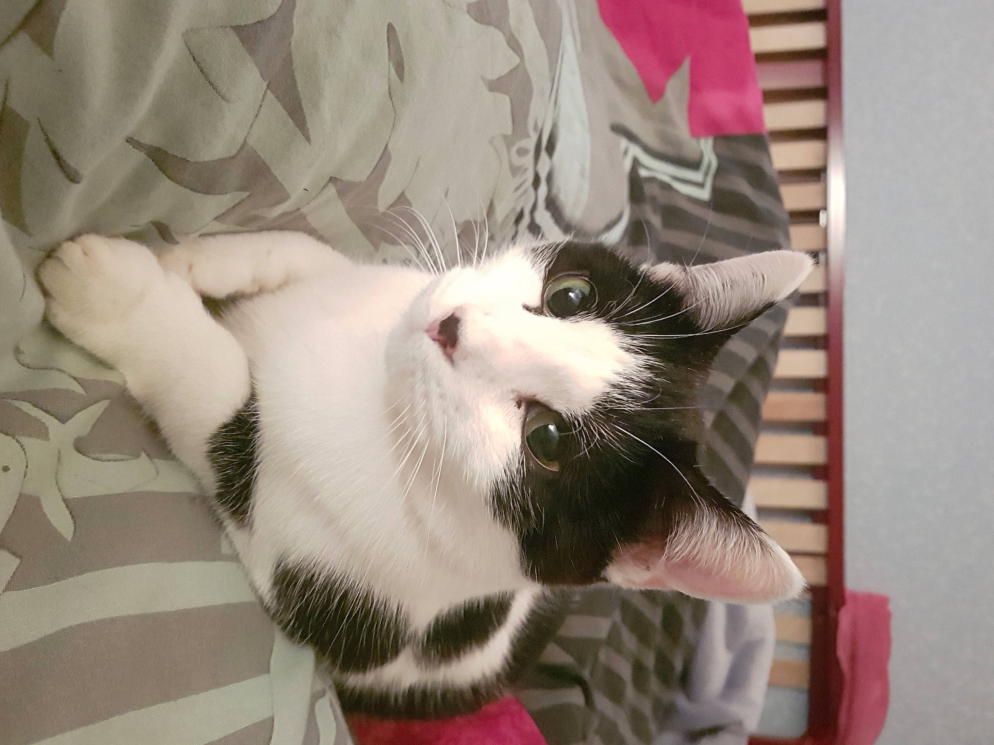 Timoune a rejoint le concours — aidez-le/la à gagner de superbes lots ! carnivore, cat, claw, collar, comfort, domestic_short_haired_cat, fang, felidae, foot, fur, jaw, nap, pattern, paw, small_to_medium_sized_cats, snout, tail, terrestrial_animal, whiskers