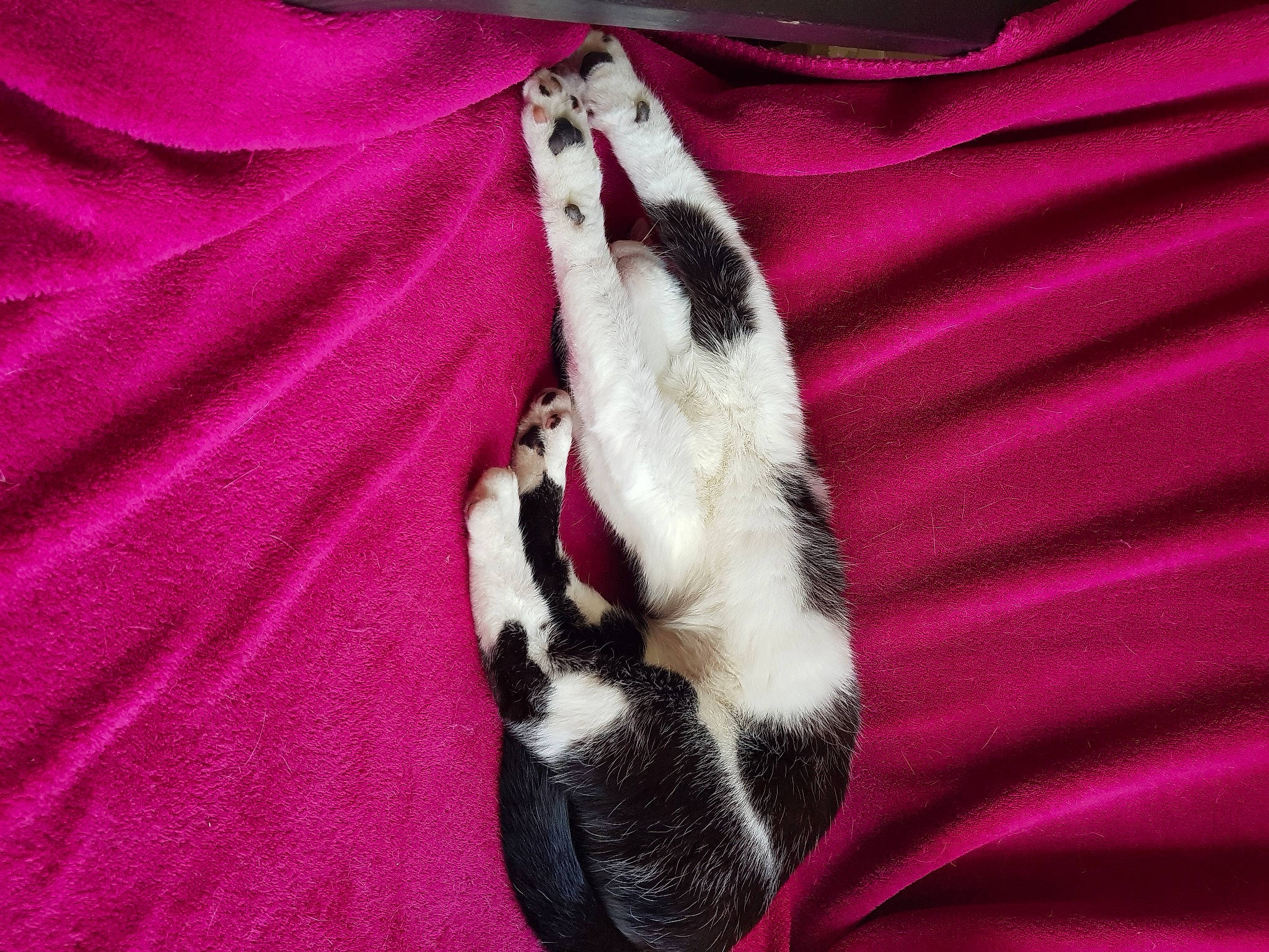 Timoune a rejoint le concours — aidez-le/la à gagner de superbes lots ! canidae, carnivore, cat, comfort, companion_dog, dog_breed, fawn, felidae, formal_wear, fur, linens, magenta, paw, pink, sleeve, small_to_medium_sized_cats, snout, tail, textile, whiskers