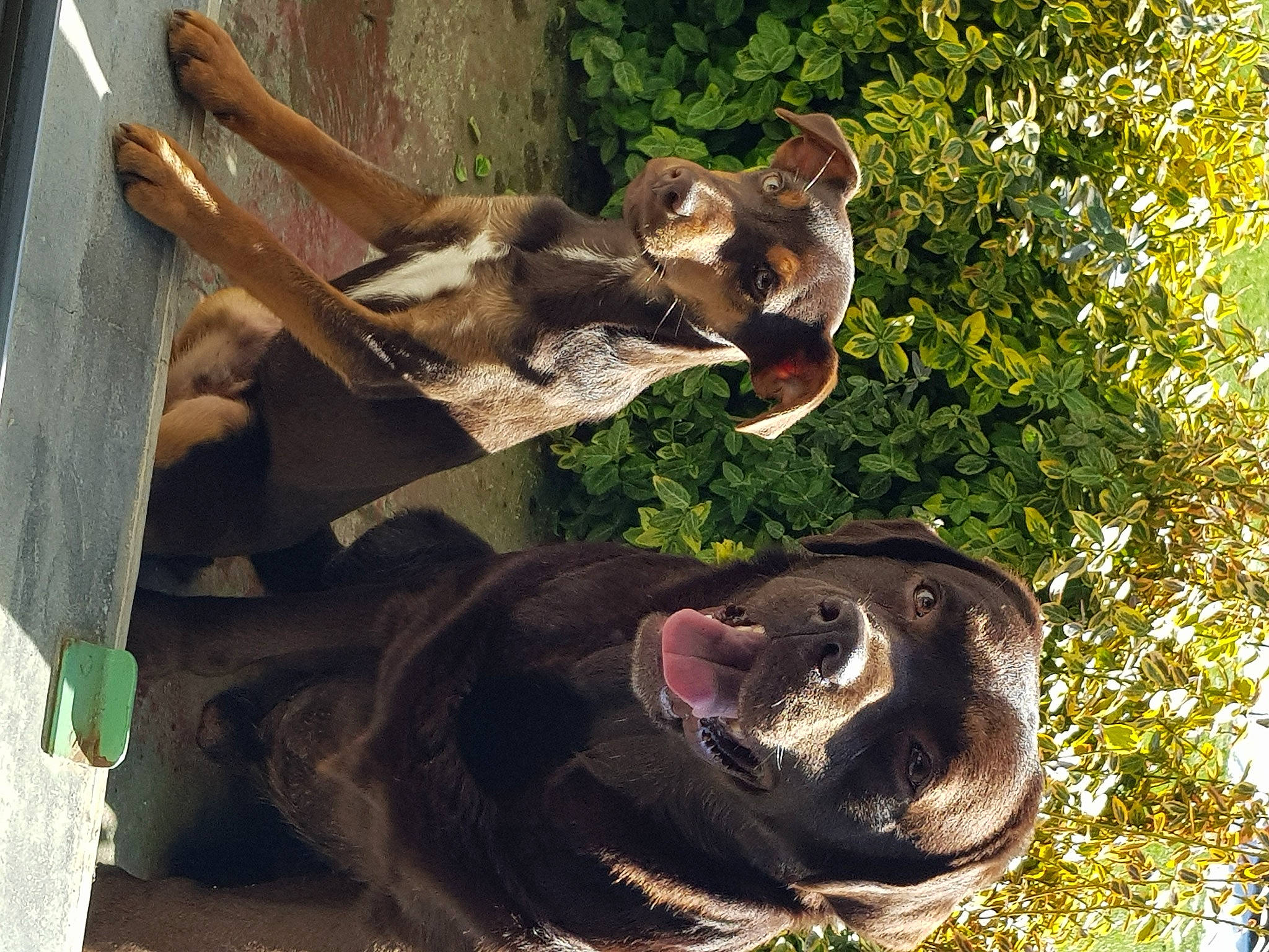 Ice participe au concours pour gagner de l'argent avec cette photo : american_black_bear, art, fawn, fur, koala, mammal, natural_material, organism, plant, snout, terrestrial_animal, tree, trunk, vertebrate, wildlife, wood, working_animal, zoo