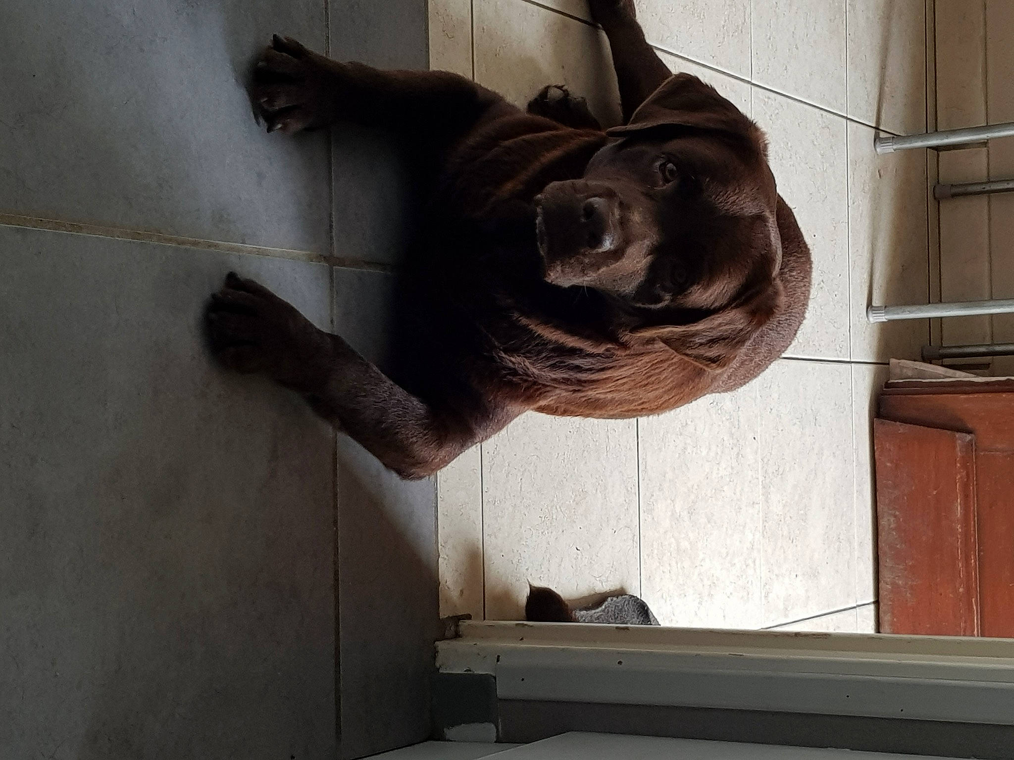 Ice a rejoint le concours — aidez-le/la à gagner de superbes lots ! art, artifact, carving, dog, dog_breed, door, door_handle, fawn, grey, metal, sculpture, snout, sporting_group, statue, tail, tints_and_shades, visual_arts, window, wood, working_animal