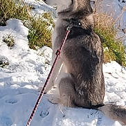Tanya participe au concours pour gagner de l'argent avec cette photo : dog, husky, snow, leash, outdoor, animal, pet, sitting, fur, collar, grass, winter, nature, canine, side_view, quiet, cold, daylight, park, paw_prints