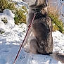 dog, husky, snow, leash, outdoor, animal, pet, sitting, fur, collar, grass, winter, nature, canine, side_view, quiet, cold, daylight, park, paw_prints