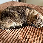Aperol a rejoint le concours — aidez-le/la à gagner de superbes lots ! cat, sleeping, cozy, blanket, fur, pet, animal, resting, indoor, soft, striped, cute, relaxed, whiskers, ears, tail, nap, comfort, feline, closeup