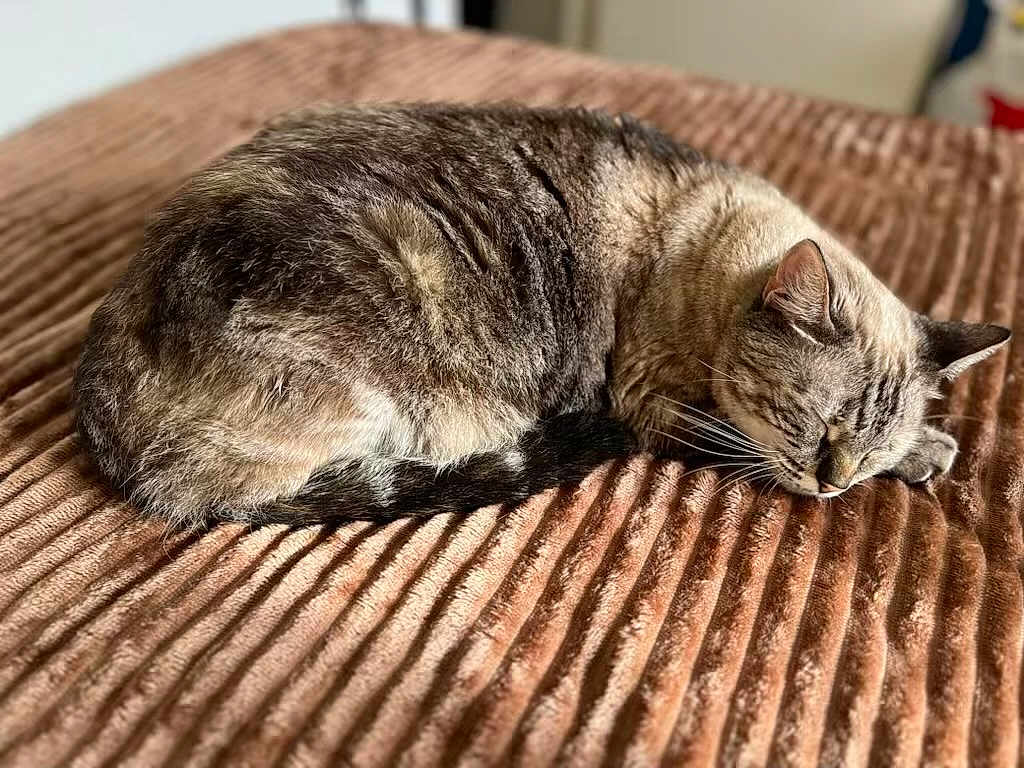 Aperol a rejoint le concours — aidez-le/la à gagner de superbes lots ! cat, sleeping, cozy, blanket, fur, pet, animal, resting, indoor, soft, striped, cute, relaxed, whiskers, ears, tail, nap, comfort, feline, closeup