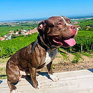 Ulk participe au concours pour gagner de l'argent avec cette photo : dog, brown_dog, white_paws, bench, vineyard, greenery, outdoor, sunny, blue_sky, happy, tongue_out, pet, nature, landscape, rural, summer, animal, sitting, collar, leash