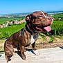 dog, brown_dog, white_paws, bench, vineyard, greenery, outdoor, sunny, blue_sky, happy, tongue_out, pet, nature, landscape, rural, summer, animal, sitting, collar, leash