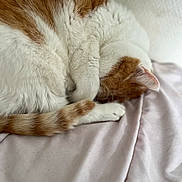 Kanel a rejoint le concours — aidez-le/la à gagner de superbes lots ! cat, sleeping, curled_up, white, orange, fur, paw, tail, resting, blanket, indoor, cozy, cute, pet, animal, feline, soft, relaxed, closeup, nap
