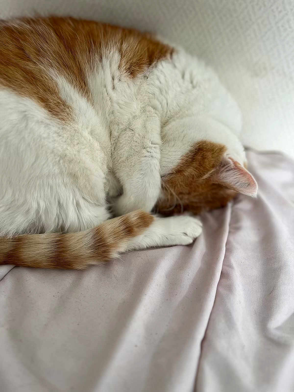 Kanel a rejoint le concours — aidez-le/la à gagner de superbes lots ! cat, sleeping, curled_up, white, orange, fur, paw, tail, resting, blanket, indoor, cozy, cute, pet, animal, feline, soft, relaxed, closeup, nap