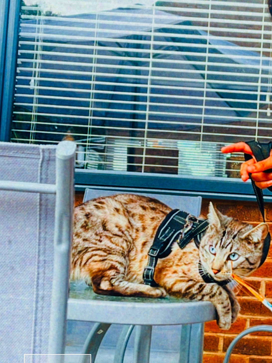 Aslan joined the competition — help win amazing prizes! animal_shelter, blue, carnivore, cat, comfort, fawn, felidae, fur, line, pattern, sitting, small_to_medium_sized_cats, snout, street, tail, terrestrial_animal, tiger, vertebrate, whiskers, wildlife