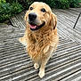 dog, golden_retriever, pet, canine, outdoor, wooden_deck, happy, smiling, fur, animal, nature, greenery, sitting, portrait, friendly, domestic_animal, cute, companion, paw, eyes