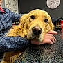 golden_retriever, dog, pet, table, person, hand, clock, indoor, drink, glass, can, patterned_shirt, resting, face, closeup, fur, animal, cozy, background, sparkly_surface
