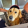 dog, golden_retriever, cap, pet, animal, table, chair, human_arm, indoor, casual, face, fur, ears, nose, eyes, companion, friendly, seated, people, relaxed