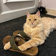 Roucky a rejoint le concours — aidez-le/la à gagner de superbes lots ! cat, orange_cat, sandals, indoor, rug, door, paws, fur, pet, animal, relaxed, cozy, furniture, closeup, domestic, cute, fluffy, mammal, resting, home