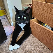 Diamond joined the competition — help win amazing prizes! cat, black_and_white, green_eyes, carpet, drawer, furniture, indoor, pet, relaxed, stretching, whiskers, paws, curious, cozy, home, floor, corner, domestic, animal, resting
