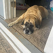 Lola is registered to the contest to win money with this photo: dog, large_dog, carpet, doorway, indoor, resting, relaxed, brown_fur, black_muzzle, pet, animal, floor, home, doorframe, sleepy, canine, laying_down, paw, quiet, cozy