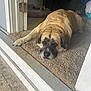 animal, black_muzzle, brown_fur, canine, carpet, cozy, dog, doorframe, doorway, floor, home, indoor, large_dog, laying_down, paw, pet, quiet, relaxed, resting, sleepy
