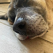 Lola is registered to the contest to win money with this photo: dog, close_up, nose, fur, animal, pet, sleeping, resting, wood_floor, texture, whiskers, brown, black_nose, canine, laying_down, domestic_animal, indoor, quiet, calm, macro