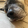 dog, close_up, nose, fur, animal, pet, sleeping, resting, wood_floor, texture, whiskers, brown, black_nose, canine, laying_down, domestic_animal, indoor, quiet, calm, macro