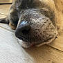 animal, black, brown, canine, close_up, dog, fur, indoor, laying_down, muzzle, natural_light, nose, pet, relaxed, resting, sleeping, texture, tongue, whiskers, wooden_floor
