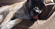 Lola is registered to the contest to win money with this photo: dog, sleeping, tongue_out, indoor, blanket, brown, cozy, pet, relaxed, animal, fur, paw, resting, canine, home, comfort, plant, pot, texture, closeup