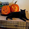 cat, black_cat, pumpkin, jack_o_lantern, halloween, pet, animal, feline, sitting, lying_down, indoors, crate, cage, orange, carved_pumpkin, spooky, autumn, whiskers, green_eyes, still_life