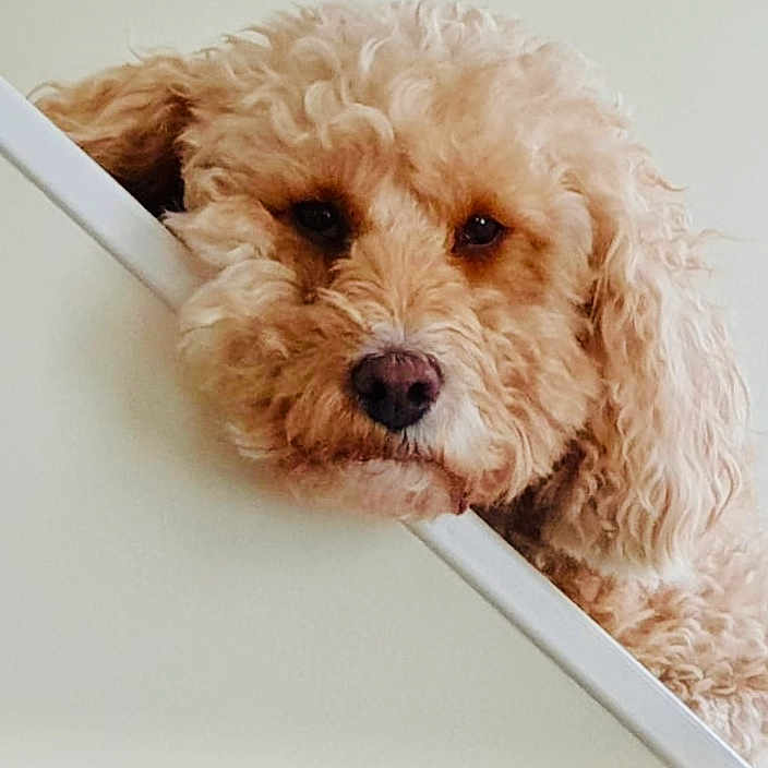 Roo joined the competition — help win amazing prizes! canidae, carnivore, cavapoo, cockapoo, companion_dog, dog, dog_breed, goldendoodle, havanese, labradoodle, maltepoo, mammal, miniature_poodle, poodle, poodle_crossbreed, puppy, sporting_group, terrier, toy_dog, toy_poodle
