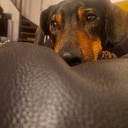 Ubert a rejoint le concours — aidez-le/la à gagner de superbes lots ! animal, black, brown, closeup, cozy, curious, dog, furniture, home, indoor, leather, mirror, paw, pet, portrait, relaxed, snout, staircase, wall, window