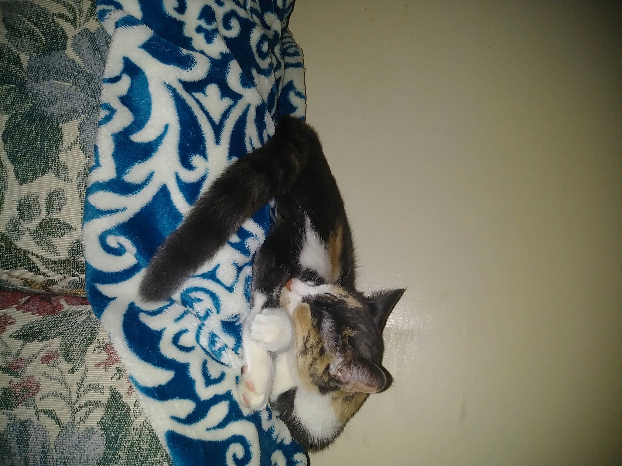 Ellie joined the competition — help win amazing prizes! beard, canidae, carnivore, cat, couch, domestic_short_haired_cat, dress, electric_blue, fawn, felidae, fur, gesture, human_leg, linens, pattern, small_to_medium_sized_cats, tail, thigh, tree, whiskers