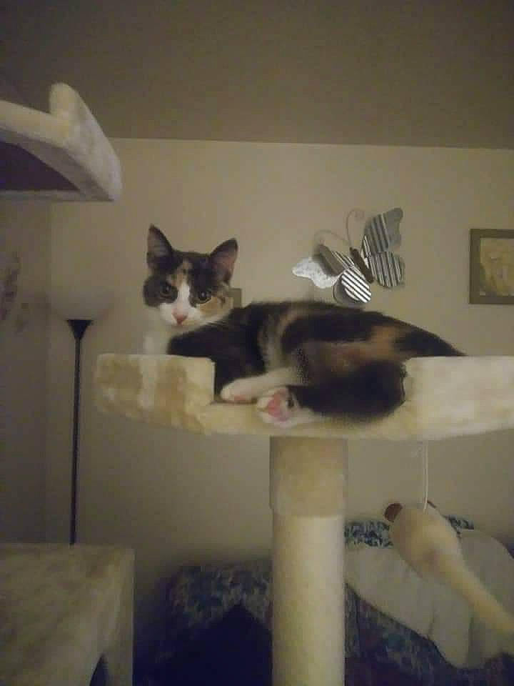 Ellie is registered to the contest to win money with this photo: carnivore, cat, cat_supply, comfort, domestic_short_haired_cat, felidae, fur, hardwood, picture_frame, room, small_to_medium_sized_cats, tail, whiskers, wood