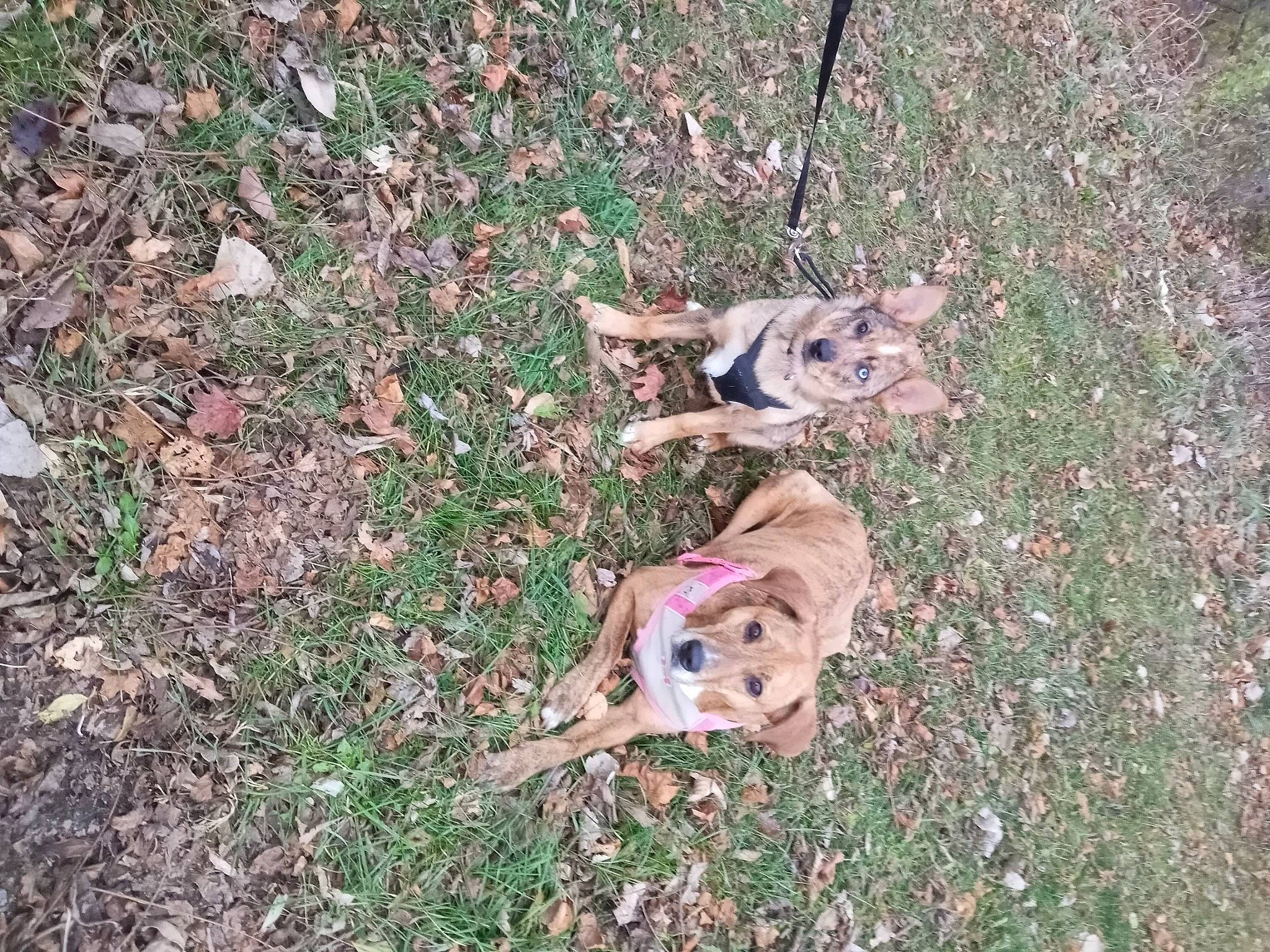 Iva joined the competition — help win amazing prizes! canidae, carnivore, companion_dog, dog, dog_breed, fawn, grass, groundcover, mammal, paw, soil, sporting_group, tail, terrestrial_animal, vertebrate, wildlife, wood