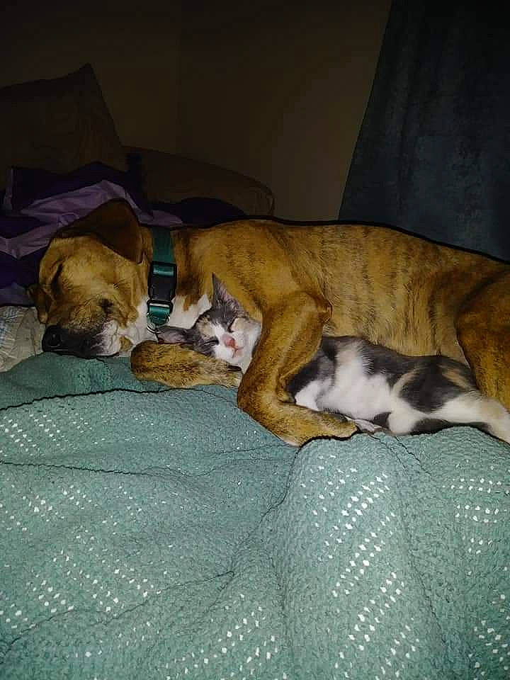 Iva is registered to the contest to win money with this photo: bedding, canidae, carnivore, comfort, companion_dog, dog, dog_breed, fawn, felidae, hardwood, linens, liver, nap, paw, small_to_medium_sized_cats, snout, sporting_group, tail, whiskers, wood