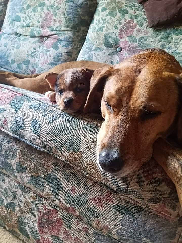 Iva is registered to the contest to win money with this photo: bedding, canidae, carnivore, comfort, companion_dog, dog, dog_breed, fawn, fur, hound, hunting_dog, linens, liver, puppy, puppy_love, scent_hound, sporting_group, whiskers, wood, working_animal