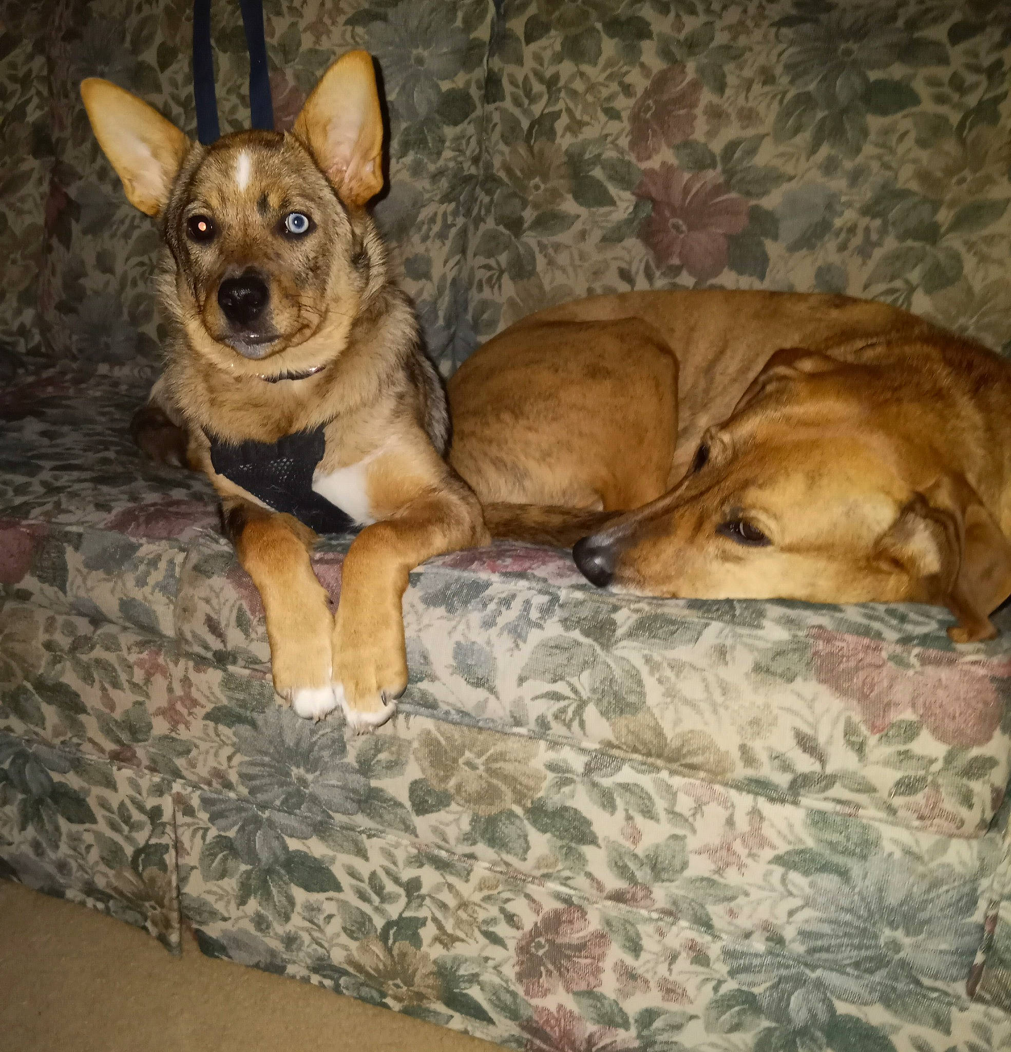 Libby joined the competition — help win amazing prizes! canidae, carnivore, chihuahua, comfort, companion_dog, corgi_chihuahua, dog, dog_breed, dog_supply, fawn, fur, mammal, paw, prazsky_krysarik, russkiy_toy, snout, sporting_group, terrestrial_animal, toy_dog, whiskers