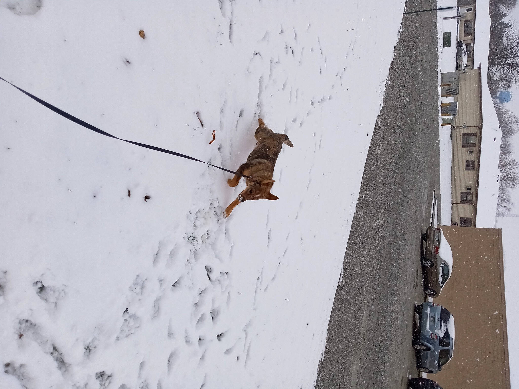 Libby is registered to the contest to win money with this photo: adventure, building, concrete, extreme_sport, facade, freezing, geological_phenomenon, insect, pest, recreation, shadow, sidewalk, slope, snow, sport_climbing, tree, twig, winter, wire, wood