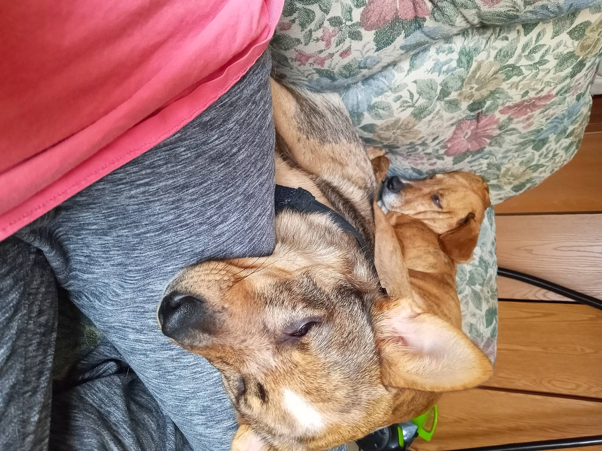 Libby joined the competition — help win amazing prizes! canidae, carnivore, companion_dog, dog, dog_breed, domestic_short_haired_cat, fawn, felidae, fur, gesture, human_leg, sleeve, small_to_medium_sized_cats, snout, sporting_group, terrestrial_animal, whiskers, wildlife, wood, working_animal