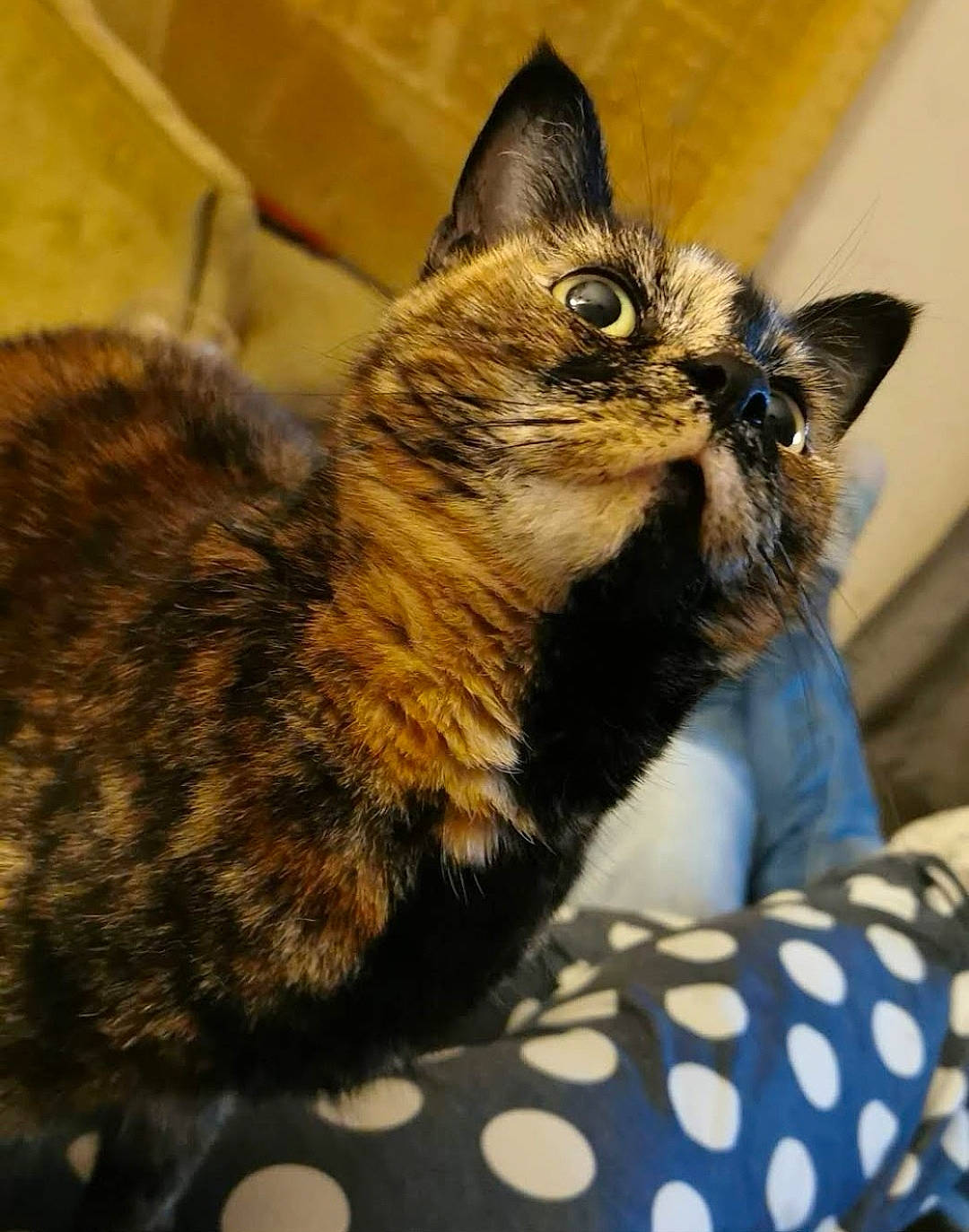 Bubbles is registered to the contest to win money with this photo: carnivore, carton, cat, cat_supply, claw, comfort, domestic_short_haired_cat, felidae, fur, pattern, paw, small_to_medium_sized_cats, snout, terrestrial_animal, whiskers