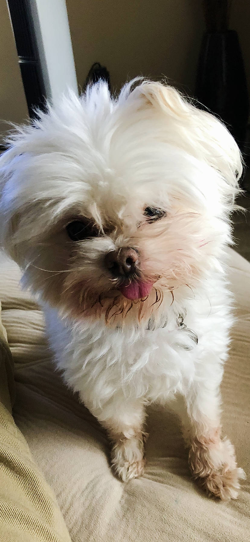 Milosh joined the competition — help win amazing prizes! canidae, carnivore, companion_dog, dog, dog_breed, fur, mal_shi, maltepoo, non_sporting_group, plant, puppy, shih_tzu, small_terrier, snout, sporting_group, terrestrial_animal, terrier, toy_dog, working_animal