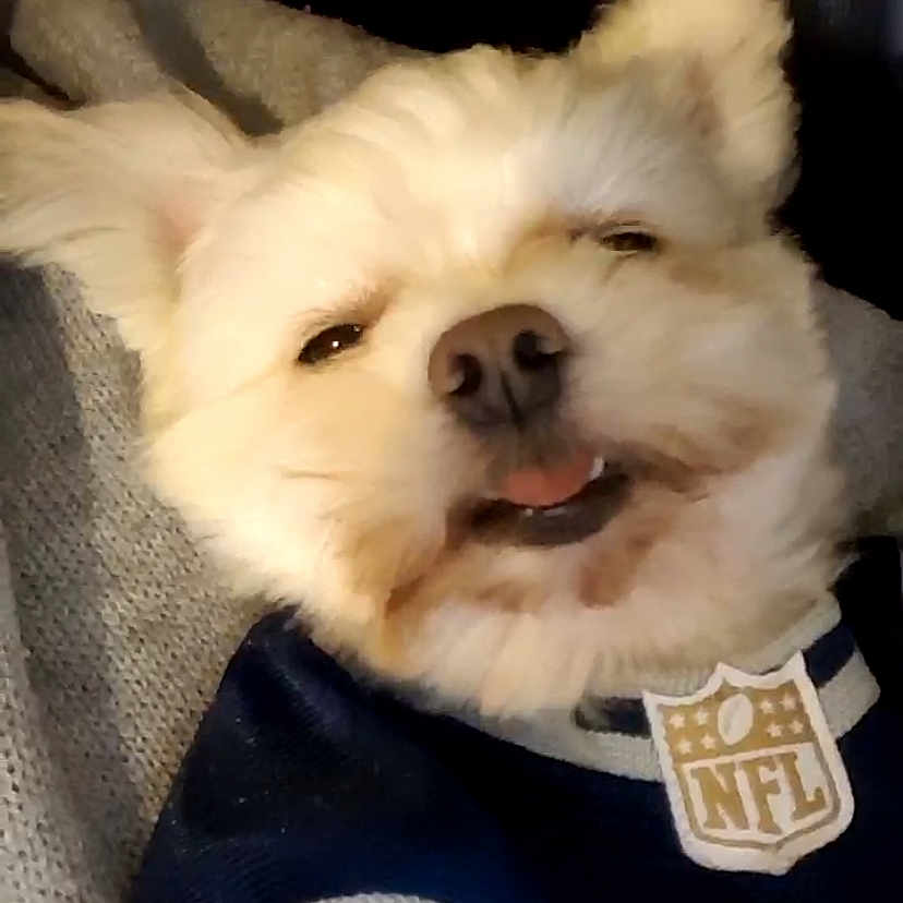 Milosh joined the competition — help win amazing prizes! canidae, carnivore, companion_dog, dog, dog_breed, dog_supply, ear, eye, fawn, fur, head, non_sporting_group, puppy, snout, spitz, sporting_group, terrestrial_animal, toy_dog, whiskers, working_animal