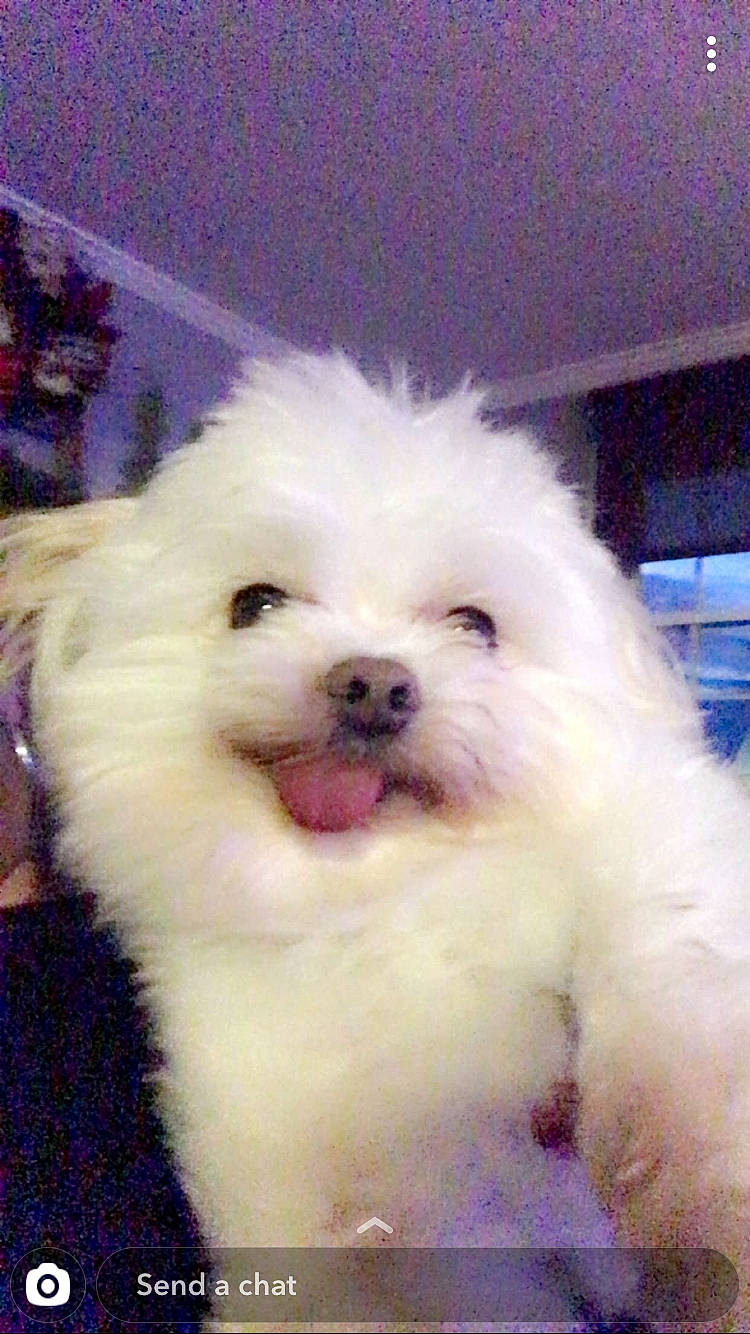 Milosh is registered to the contest to win money with this photo: biting, canidae, carnivore, companion_dog, dog, dog_breed, fur, maltepoo, non_sporting_group, snout, sporting_group, toy_dog, whiskers, working_animal