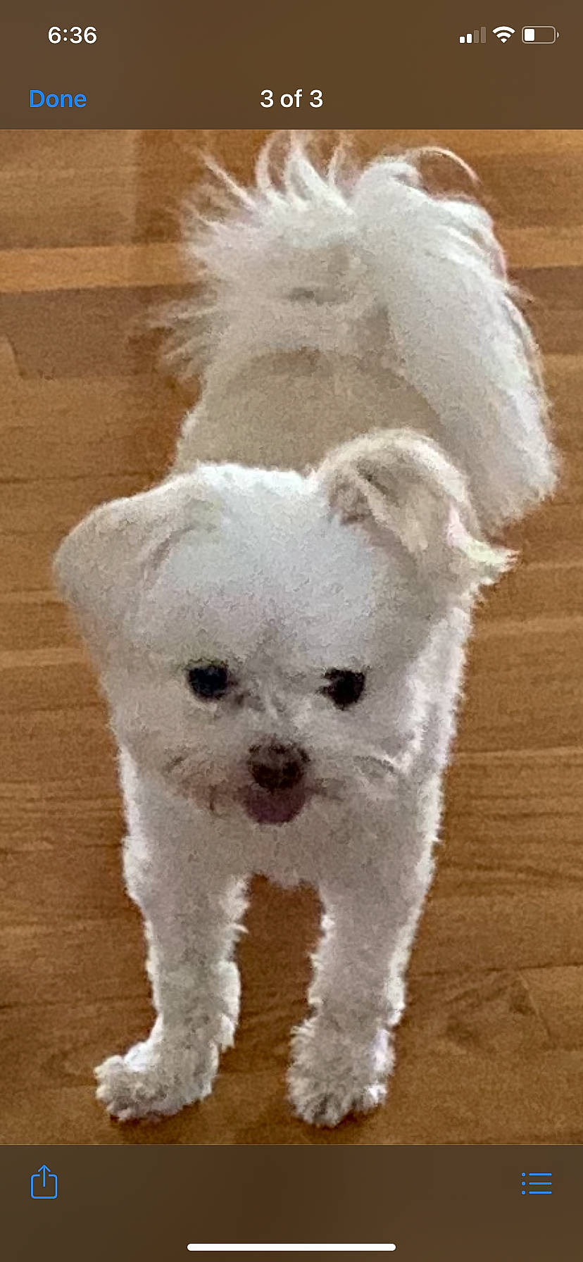 Milosh is registered to the contest to win money with this photo: canidae, carnivore, companion_dog, dog, dog_breed, eye, fawn, fur, head, maltepoo, sheep, snout, sporting_group, stuffed_toy, tail, terrestrial_animal, terrier, toy, toy_dog, working_animal