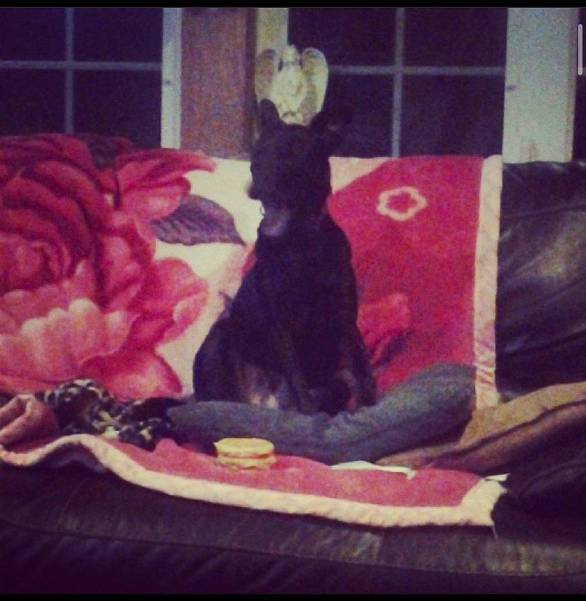 Raven is registered to the contest to win money with this photo: art, black_cat, carnivore, comfort, companion_dog, couch, dog_breed, fawn, felidae, linens, magenta, painting, petal, pink, purple, rectangle, small_to_medium_sized_cats, tail, textile, tints_and_shades