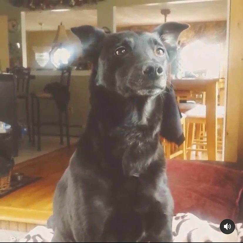 Raven is registered to the contest to win money with this photo: borador, canidae, carnivore, chair, comfort, companion_dog, dog, dog_breed, ear, flooring, fur, hardwood, non_sporting_group, snout, sporting_group, terrestrial_animal, whiskers, wood, working_animal