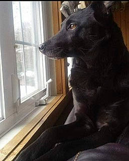 Raven joined the competition — help win amazing prizes! borador, canidae, carnivore, companion_dog, dog, dog_breed, door, fixture, fur, guard_dog, hardwood, home_door, sash_window, snout, sporting_group, whiskers, window, wood, working_animal, working_dog