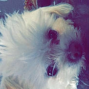 Milo is registered to the contest to win money with this photo: canidae, carnivore, companion_dog, dog, dog_breed, dog_supply, ear, fur, magenta, maltepoo, non_sporting_group, puppy, small_terrier, snout, sporting_group, sunglasses, terrier, toy_dog, working_animal, yorkipoo