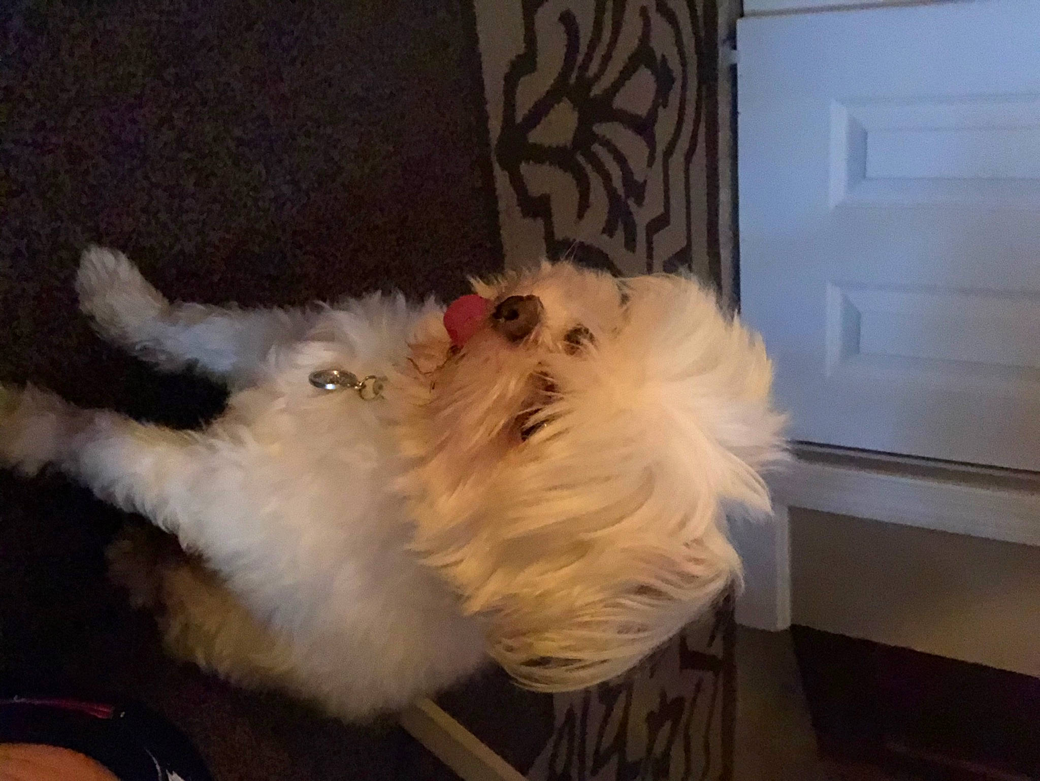 Milo is registered to the contest to win money with this photo: canidae, carnivore, companion_dog, dog, dog_breed, door, fawn, felidae, fur, lighthouse, paw, small_terrier, small_to_medium_sized_cats, snout, sporting_group, tail, terrier, toy_dog, whiskers, working_animal