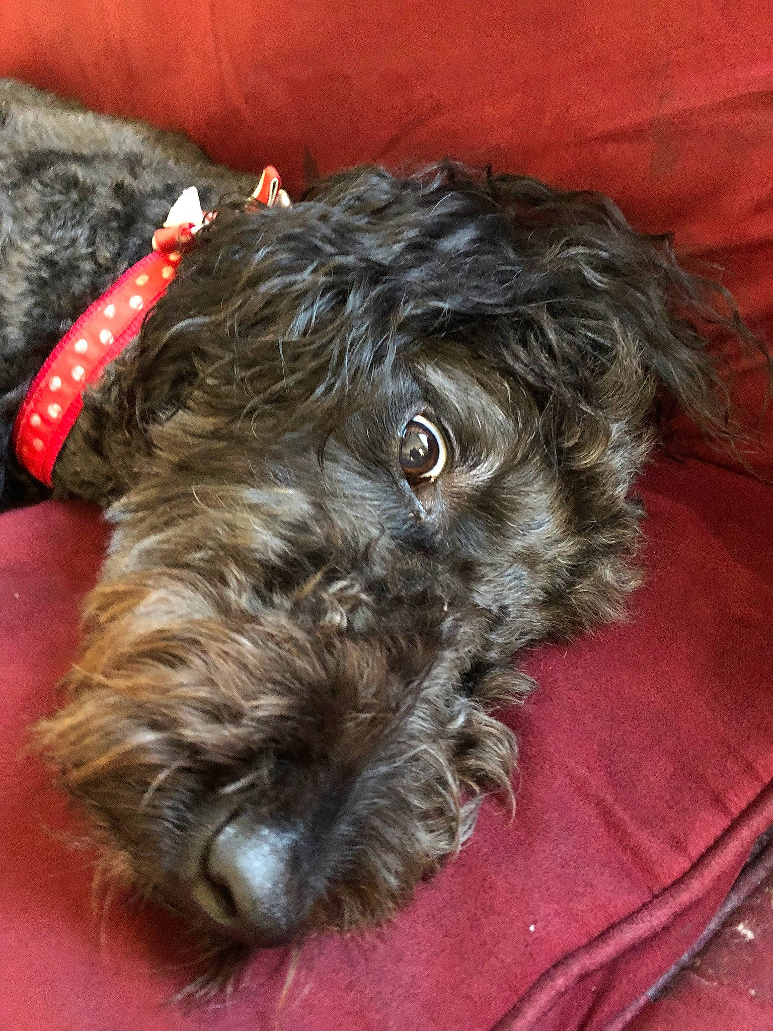 Tony joined the competition — help win amazing prizes! affenpinscher, bolonka, canidae, carnivore, cockapoo, dog, dog_breed, glen_of_imaal_terrier, mammal, miniature_schnauzer, non_sporting_group, poodle_crossbreed, puppy, schnoodle, snout, sporting_group, sporting_lucas_terrier, terrier, toy_dog, vertebrate
