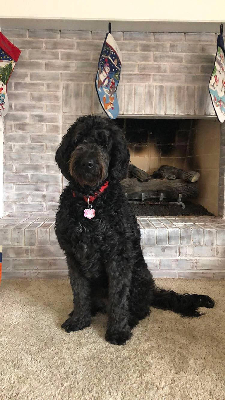 Tony joined the competition — help win amazing prizes! black_russian_terrier, canidae, carnivore, cockapoo, companion_dog, dog, dog_breed, goldendoodle, labradoodle, mammal, miniature_poodle, poodle, poodle_crossbreed, portuguese_water_dog, puppy, schnoodle, sporting_group, standard_poodle, toy_poodle, vertebrate
